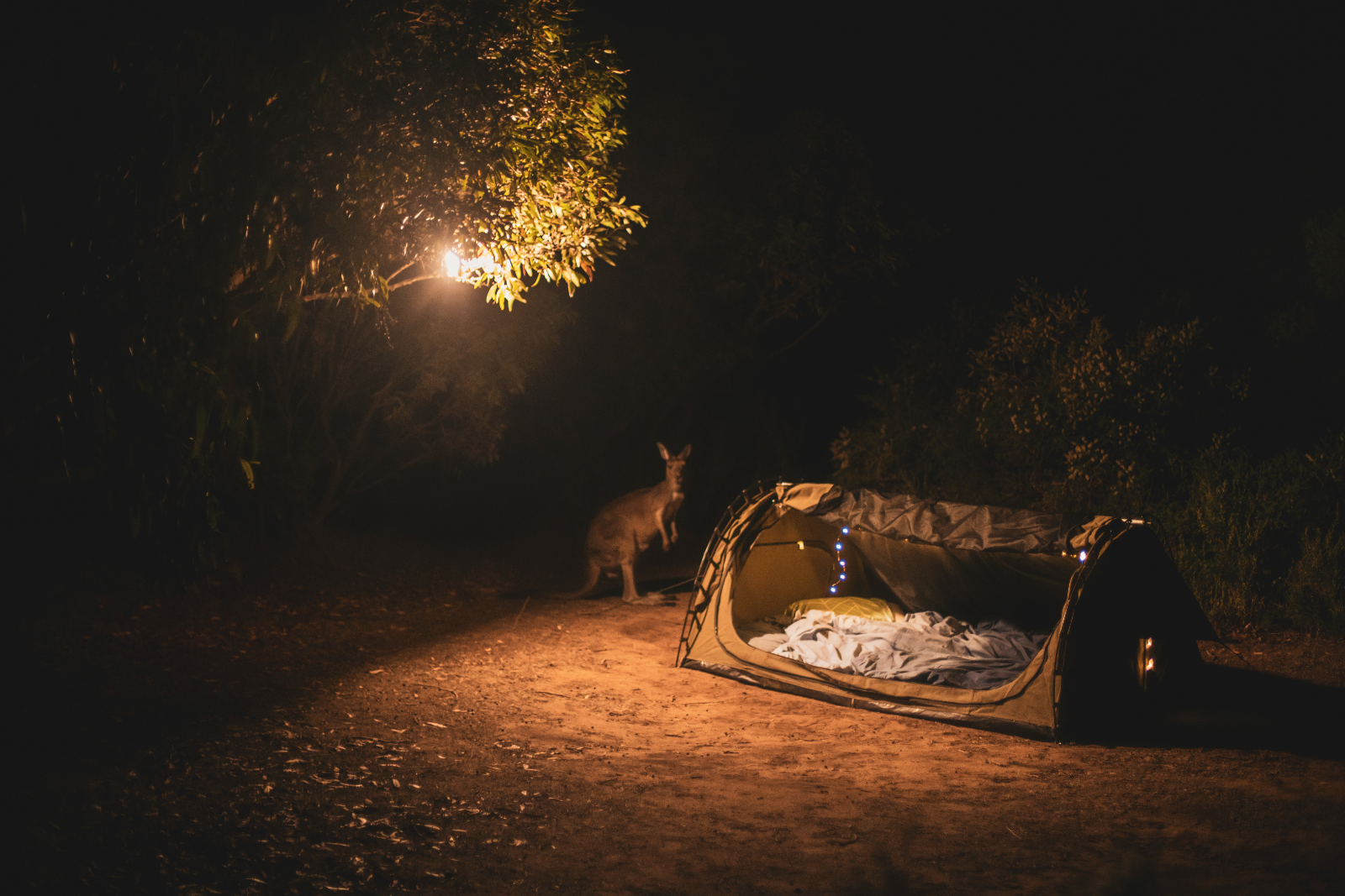 swag camping kangaroo