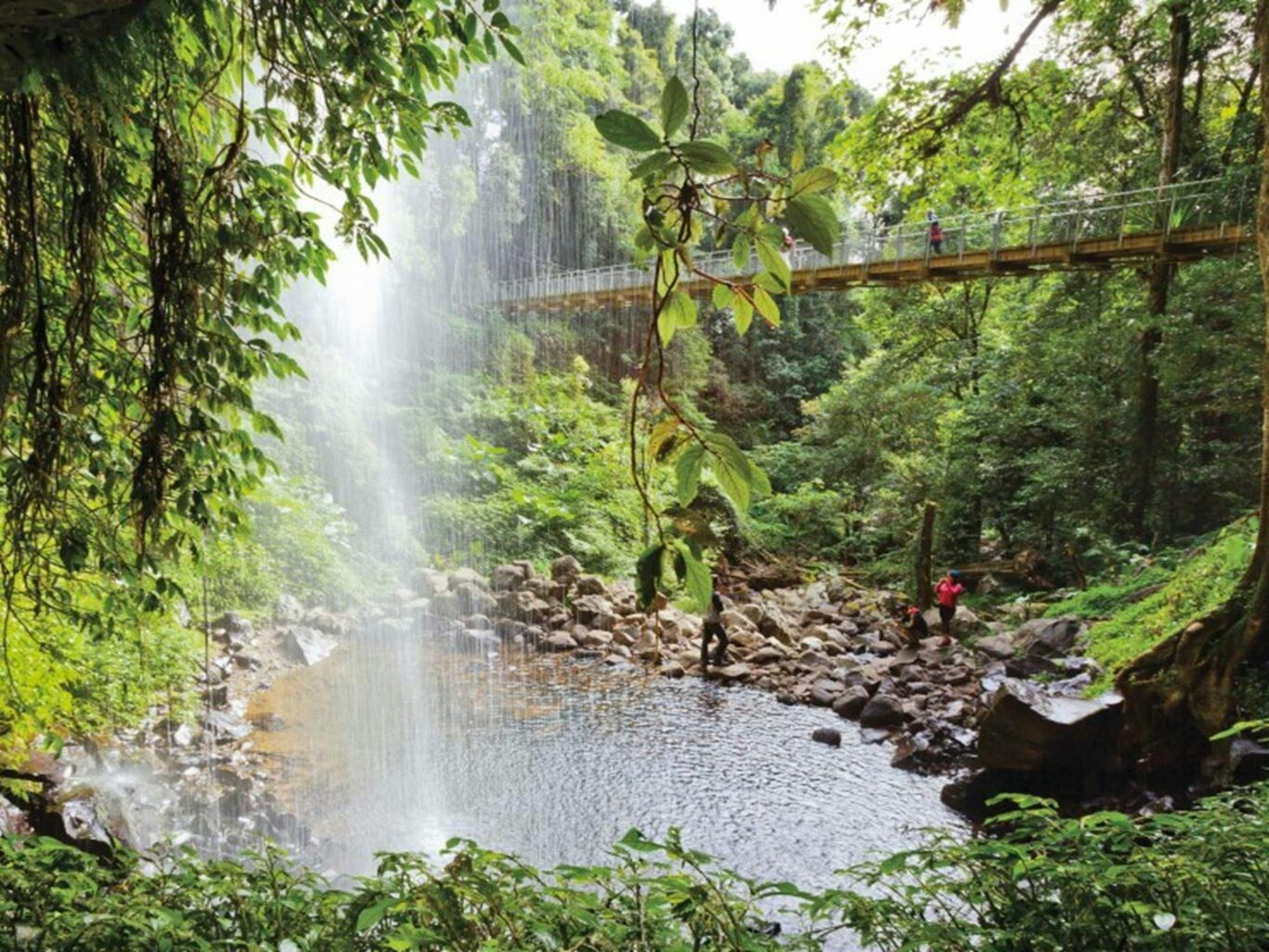 Dorrigo National Park